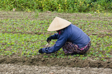 Vietnamese woman weeding her garden 