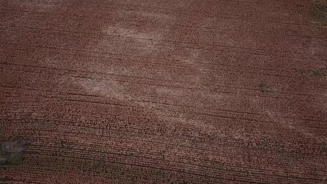 Field of Australian sorghum during the day time.