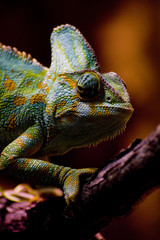 Obraz premium Chamäleon