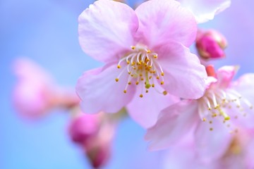 桜の花　-　日本の春