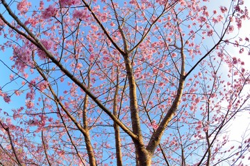 Obraz premium Pink Lady Cherry Blossoms. Pink Lady Cherry Blossoms.Taiwan Sakura and Japanese cherry mixed species