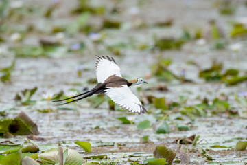 Pheasant-tailed Jacana is the most beautiful waterbird with long tail lived, walk on floating vegetation in shallow lakes