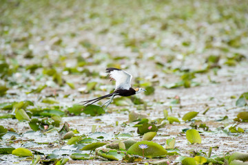 Pheasant-tailed Jacana is the most beautiful waterbird with long tail lived, walk on floating vegetation in shallow lakes