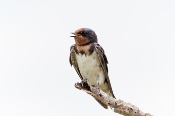 barn swallow bird