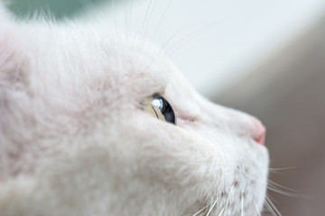 Close up white cat's eye