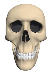 Skull
