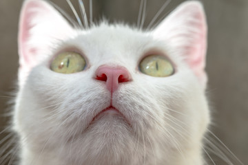 Close up white cat's pink nose