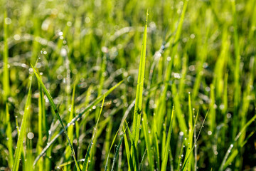 Morning dew drop on top of green grass leaf in the morning