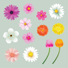 Set of spring flowers colorful isolated background.