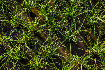 baby rice field top view in morning sunlight, pattern, Plantation
