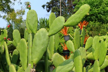 Green cactus in the garden