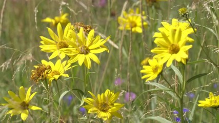 yellow arnica flowers in yellowstone national park, usa
