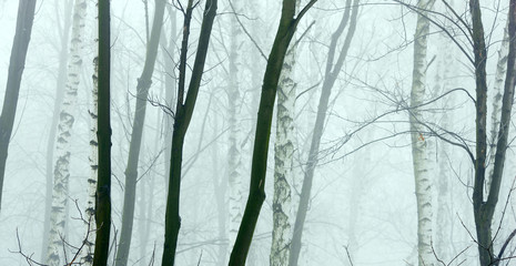 winter forest with frost and snow in dense fog and different species of trees