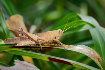 Image of Slender Gumleaf Grasshopper (Goniaea vocans) on green leaf. Insect. Animal.