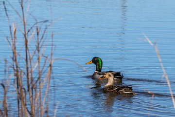 Mallards in a Stream!