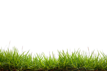 Obraz premium green grass on white background