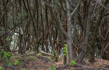 Branches with sea in the background