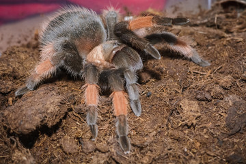 Brachypelma Emilia