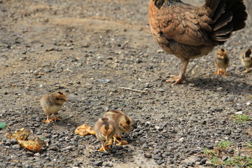 chicken with baby chicks in Tahiti
