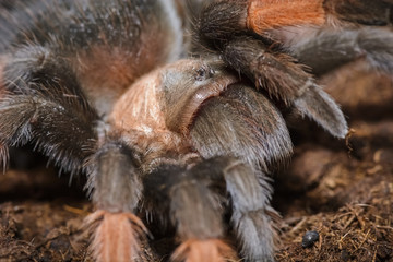Brachypelma Emilia