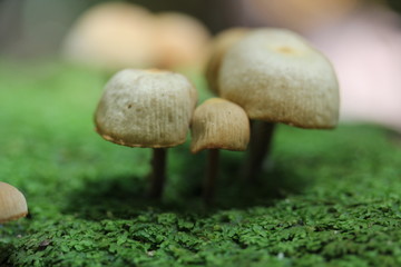 macro photo of tiny mushrooms in Tahiti