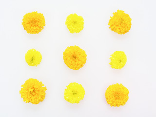Yellow and orange marigold flower flat laid in pattern isolated on white background