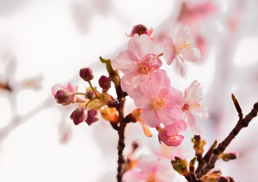 日本の桜の花