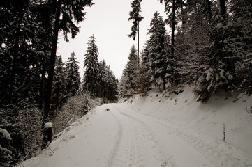Obraz premium Winter