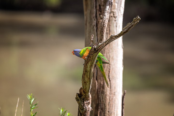 Rainbow lorikeet on a dead tree branch calling its mates