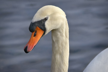 Schwanen Portrait