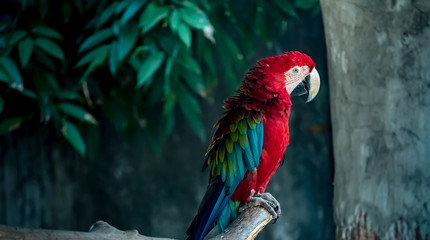 Colorful macaw on branch