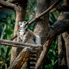 Lemur sitting on branch