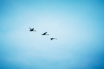 geese in blue sky, wild geese return home from warm countries