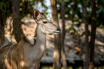 Female greater kudu