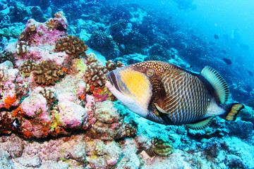huge colorful triggerfish in Tahiti