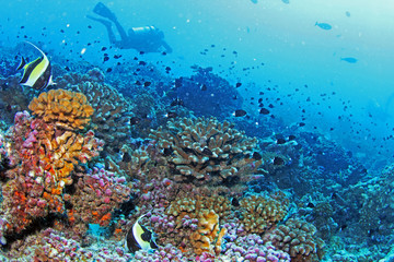 Beautiful coral reef with scuba diver in Tahiti