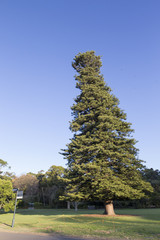 Slanted big cone shaped tree in public park again cloudless blue sky