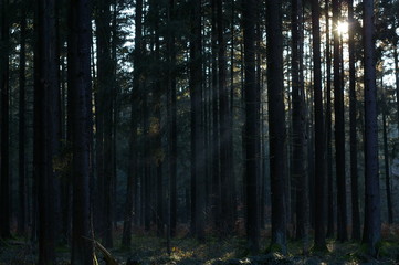 Wald gegenlicht Abendstimmung