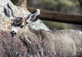 Deer in Rocky Mountain National Park in Estes Park Colorado