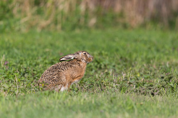 close view sitting brown hare (lepus europaeus) green meadow