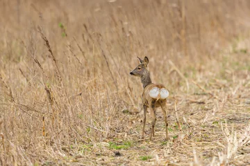 young female roe deer (capreolus) standing in agricultural meadow