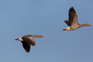 portrait two flying gray geese (anser anser), blue sky