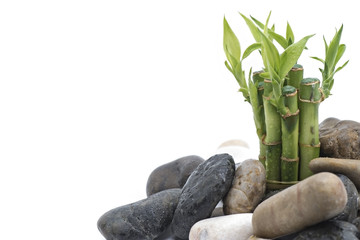 bamboo with stone isolated on white background
