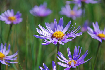 Purple daisies in the grass