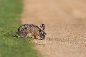 portrait of brown hare  (lepus europaeus) crossing street