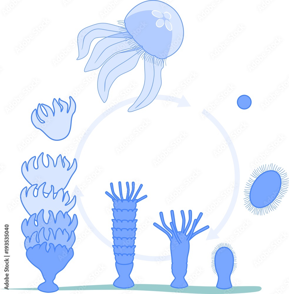 Wall mural developmental stages of jellyfish life cycle - Wall murals