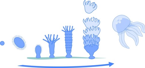 Developmental stages of jellyfish life cycle