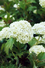 Guelder-rose blooming in the garden
