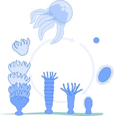 Obraz premium Developmental stages of jellyfish life cycle