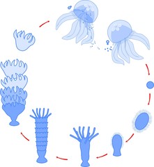 Fototapeta premium Etapy rozwojowe cyklu życia meduz